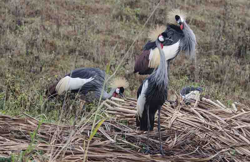 Grullas Coronada - lago Bunyonyi - Uganda 1.jpg